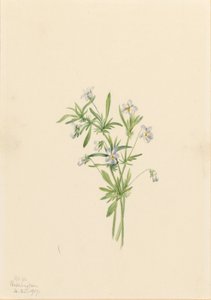 Fältviol (Viola rafinesquii) av Mary Vaux Walcott
