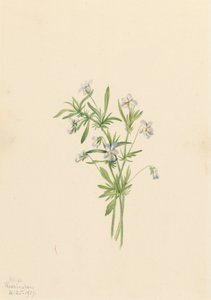 Fältviol Viola rafinesquii, 1919. av Mary Vaux Walcott