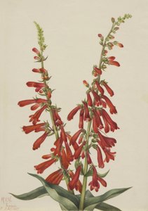 Fire Penstemon Penstemon eatonii, 1927. av Mary Vaux Walcott