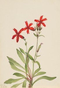 Eldrosa (Silene virginica) av Mary Vaux Walcott