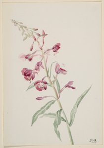 Brandgräs (Epilobium angustifolium) av Mary Vaux Walcott