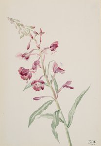 Eldgräs Epilobium angustifolium, 1902. av Mary Vaux Walcott