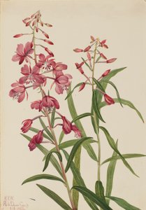 Eldgräs Epilobium angustifolium, 1922.