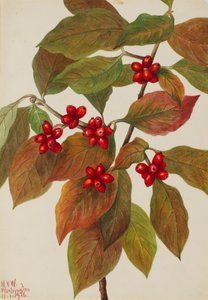Blommande kornel Cornus florida, 1926.