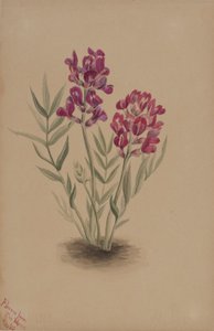 Blommor från Mesa av Mary Vaux Walcott