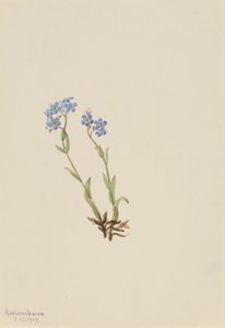 Förgätmigej (Myosotis alpestris) av Mary Vaux Walcott