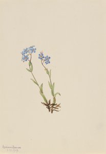 Förgätmigej Myosotis alpestris, 1907. av Mary Vaux Walcott
