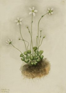Fringed Parnassia Parnassia fimbriata, 1905. av Mary Vaux Walcott