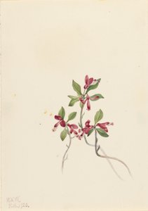 Fringad polygala (Polygala paucifolia) av Mary Vaux Walcott