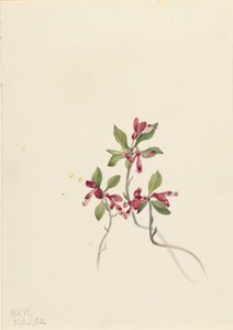 Fringed Polygala Polygala paucifolia, 1920. av Mary Vaux Walcott