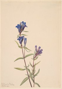 Gentiana (Gentiana affinis) av Mary Vaux Walcott