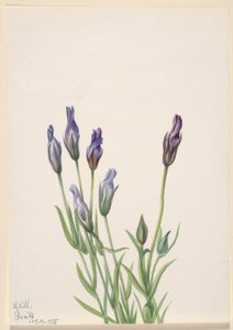 Gentiana (Gentiana macounii) av Mary Vaux Walcott