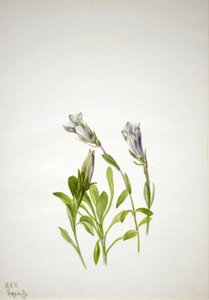 Gentiana (Gentiana newberri) av Mary Vaux Walcott