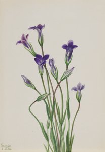 Gentiana Gentiana holopetala, 1936. av Mary Vaux Walcott