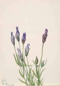Gentiana Gentiana macounii, 1935. av Mary Vaux Walcott