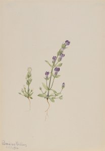 Gentiana propingua av Mary Vaux Walcott