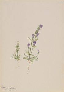 Gentiana propingua, 1916. av Mary Vaux Walcott