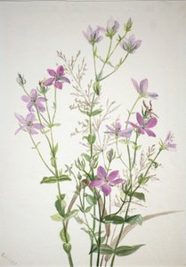 Gentianacease sabbalia angularis av Mary Vaux Walcott