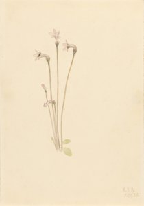 Spökpipa (Thalesia uniflora) av Mary Vaux Walcott