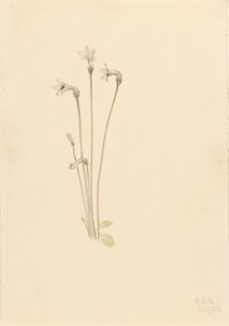 Spökrör Thalesia uniflora, 1920. av Mary Vaux Walcott