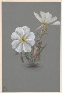 Jätte Helleborine Epipactis gigantea, ca. 1880. av Mary Vaux Walcott
