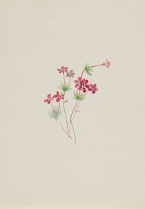 Gilia linanthus parviflorus av Mary Vaux Walcott