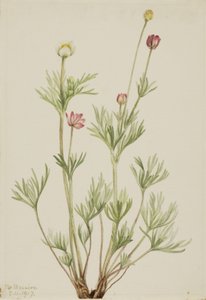 Klotanemon (Anemone globosa)