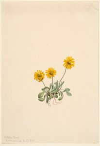 Gyllene flädervänderot (Erigeron aureus) av Mary Vaux Walcott