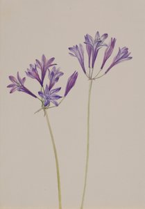 Gräsnöt Brodiaea laxa, 1933. av Mary Vaux Walcott