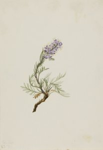 Grå phacelia (Phacelia sericea) av Mary Vaux Walcott
