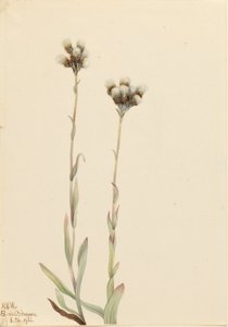 Grå mästerkorsnäva (Antennaria howellii) av Mary Vaux Walcott