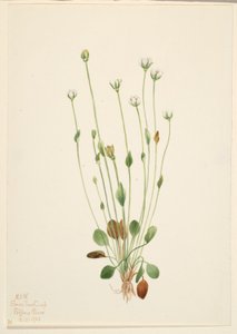 Grå rajgräs (Senecio canus)