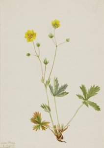 Gråbladig femfingerört (Potentilla glaucophylla)