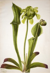 Grön pitcherplant Sarracenia orephila, 1933. av Mary Vaux Walcott