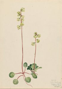 Grön pyrola (Pyrola chlorantha) av Mary Vaux Walcott