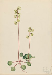 Grön Pyrola Pyrola chlorantha, 1920. av Mary Vaux Walcott
