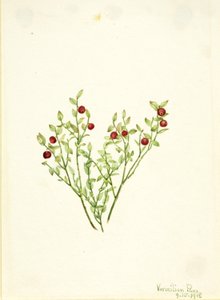 Grouse Whortleberry (Vaccinium scoparium) av Mary Vaux Walcott