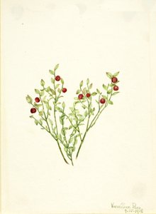 Grouse Whortleberry Vaccinium scoparium, 1918. av Mary Vaux Walcott