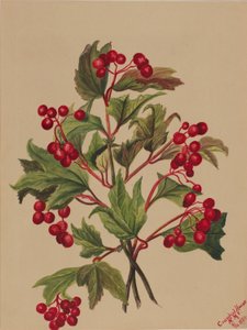 Grouseberry (Viburnum americanum) av Mary Vaux Walcott