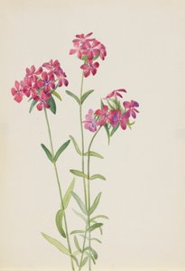Hårig Phlox Phlox amoena, ca. tidigt 1930-tal. av Mary Vaux Walcott