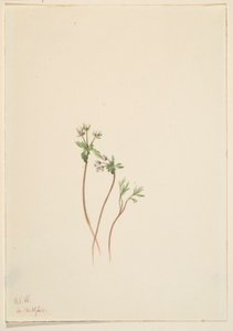 Vårens förkunnare (Erigenia bulbosa) av Mary Vaux Walcott