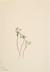 Vårens förebud Erigenia bulbosa, 1920. av Mary Vaux Walcott