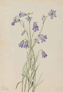 Harklöver (Campanula rotundifolia) av Mary Vaux Walcott