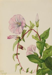 Häckbinda Calystegia Convolvulus sepium, 1932. av Mary Vaux Walcott