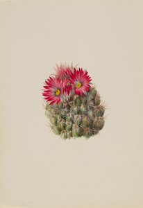 Igelkottskaktus Coryphantha arizonica, 1933. av Mary Vaux Walcott