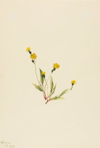 Heieracium gracile av Mary Vaux Walcott