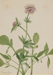 Heliotrop Valerian Valeriana sitchensis, 1917. av Mary Vaux Walcott