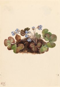 Hepatica (Hepatica americana) av Mary Vaux Walcott