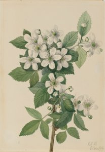 Highbush björnbär (Rubus argutus) av Mary Vaux Walcott