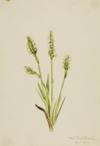 Kapuschongblommor (Ibidium strictum) av Mary Vaux Walcott